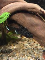 L181 peppermint pleco jongen, Vis
