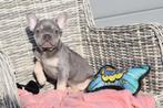 Franse bulldog pups alle kleuren, Dieren en Toebehoren, 15 weken tot 1 jaar, Buitenland, Parvo, Bulldog