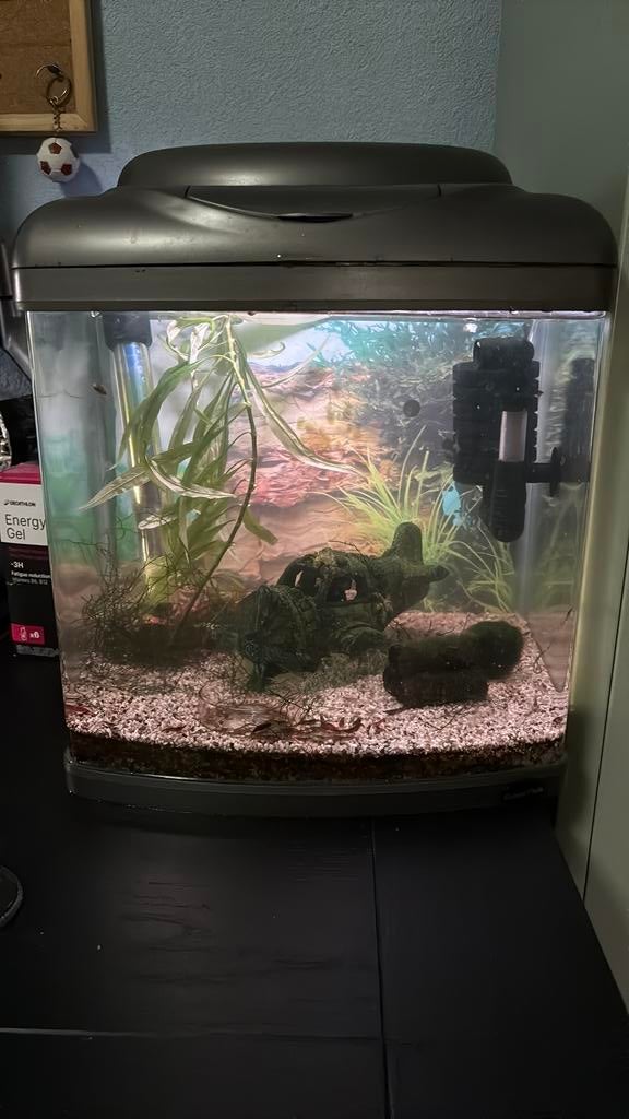 Compleet 30L Aquarium met Garnalen – Alles Inclusief, Ophalen, Gebruikt, Gevuld zoetwateraquarium