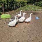 Jonge ganzen, Meerdere dieren, Gans of Zwaan
