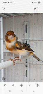 Kanaries, Dieren en Toebehoren, Vogels | Kanaries, Meerdere dieren, Kleurkanarie