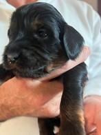 Labradoodle puppys, Dieren en Toebehoren, Honden | Chihuahua's en Gezelschapshonden, Rabiës (hondsdolheid), Overige rassen, 8 tot 15 weken