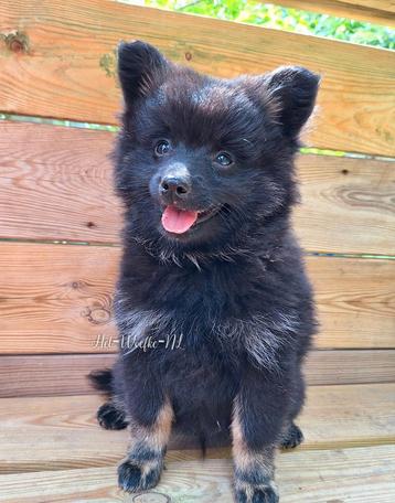 Teemo ️❤️ Pomsky reutje 10weken oud (met geteste ouders) beschikbaar voor biedingen