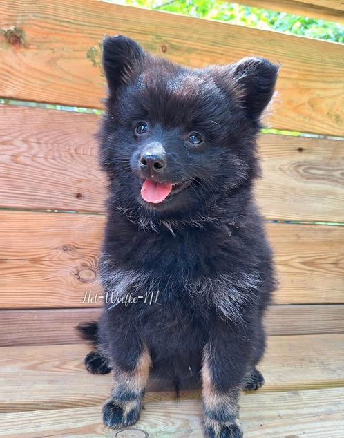 Teemo ️❤️ Pomsky reutje 10weken oud (met geteste ouders), Dieren en Toebehoren, Honden | Poolhonden, Keeshonden en Oertypen, Reu