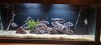 12 Frontosa's met aquarium