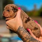 Franse bulldog pups (toplijnen), Dieren en Toebehoren, Honden | Bulldogs, Pinschers en Molossers, België, Fokker | Hobbymatig