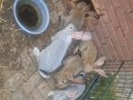 Duitse reuzen, Dieren en Toebehoren, Konijnen, Meerdere dieren, Groot, 0 tot 2 jaar