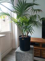 Kentia Palm inclusief mat zwarte Riviera Maison bloempot, Huis en Inrichting, Kamerplanten, Ophalen, Palm, Halfschaduw, In pot