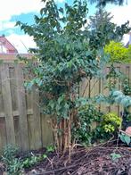 Nr 2 bomen en struiken af te halen, zelf eruit halen, Tuin en Terras, Planten | Bomen, Ophalen, Overige soorten