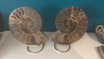 Prachtige geslepen ammoniet set op standaard, Ophalen of Verzenden, Nieuw
