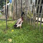 Jonge mannelijke loopeend (woerd) te koop., Dieren en Toebehoren, Pluimvee, Mannelijk, Eend