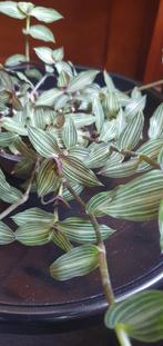callisia gentlei var. elegans, bijzonder mooi streepje!, Ophalen, Overige soorten, Minder dan 100 cm