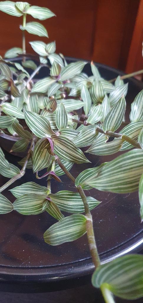callisia gentlei var. elegans, bijzonder mooi streepje!, Huis en Inrichting, Kamerplanten, Overige soorten, Minder dan 100 cm