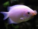 Helostoma temmincki, Zoenvis, Vis, Zoetwatervis