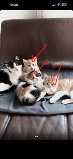 Kittens drie van die kittens gereserveerd, Dieren en Toebehoren, Katten en Kittens | Overige Katten, Meerdere dieren