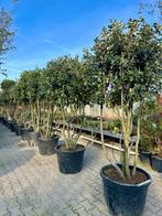 Exclusieve meerstammige steeneik ( Quercus ilex ) te koop!!!, 100 tot 250 cm, Zomer, Volle zon, In pot