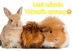 LAST MINUTE Vakantie opvang voor uw konijn/cavia/hamster️, Meerdere dieren, Overige typen, Na 1 juli 2024