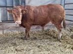 te koop 3 stamboek Limousin stieren, Dieren en Toebehoren, Runderen, Mannelijk, 0 tot 2 jaar
