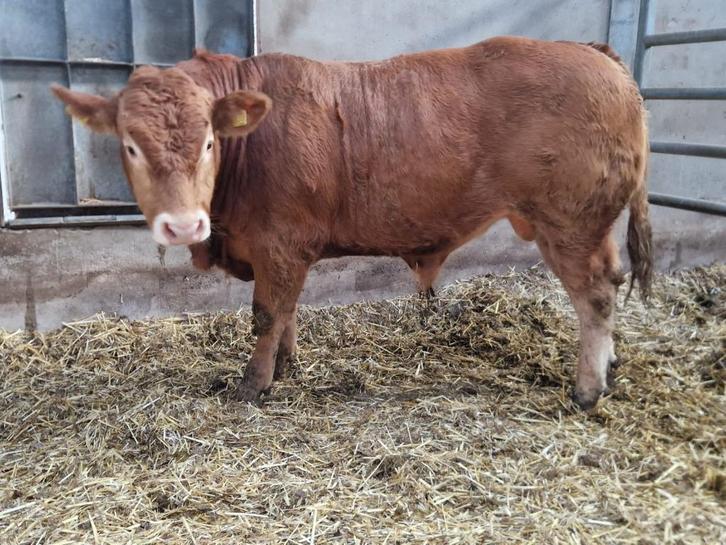 te koop 3 stamboek Limousin stieren, Dieren en Toebehoren, Runderen, Mannelijk, 0 tot 2 jaar