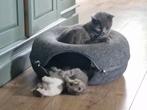 Prachtige kittens, Dieren en Toebehoren, Katten en Kittens | Overige Katten, Kater
