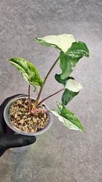 Syngonium Albo Variegata #9, Huis en Inrichting, Kamerplanten, Ophalen of Verzenden, Overige soorten, Minder dan 100 cm