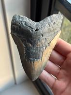 Megalodon haaientand fossiel 12.4 centimeter, Ophalen of Verzenden, Fossiel