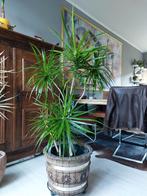 Drakenbloedboom - in prachtige houten pot, Huis en Inrichting, Kamerplanten, Ophalen, In pot, Halfschaduw, Minder dan 100 cm