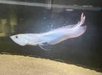 Silver arowana, Dieren en Toebehoren, Vis