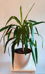 YUCCA, FICUS, VETPLANT, groene kamerplanten, Ophalen, Ficus, Halfschaduw, In pot