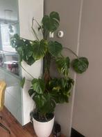 Grote Monstera, Overige soorten, Ophalen of Verzenden, Halfschaduw