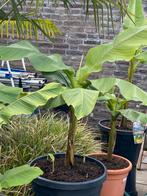diverse prachtige musa basoo bananenbomen in pot aangeboden!, Tuin en Terras, Planten | Fruitbomen, Ophalen, Minder dan 100 cm