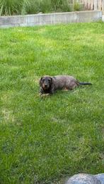 Gezocht herplaats doodle, Overige rassen, CDV (hondenziekte), 1 tot 2 jaar, Geslacht onbekend