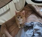 2 kittens van 8 weken, Dieren en Toebehoren, Katten en Kittens | Overige Katten, Meerdere dieren