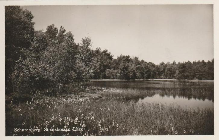 LHEE Schurenberg Staatsbossen, Verzamelen, Ansichtkaarten | Nederland, Ongelopen, Drenthe, 1940 tot 1960, Verzenden