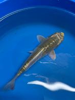 Prachtige Aragoke, Karper of Koi