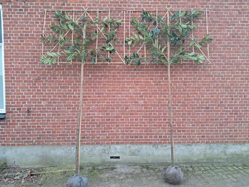 Groenblijvende leiboom leilaurier leverbaar tot half juni!, Tuin en Terras, Planten | Bomen, Leiboom, Halfschaduw, Ophalen