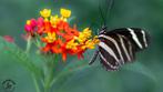 100 zaden van de mooie zijdeplant Asclepias Curassavica., Ophalen of Verzenden, Voorjaar, Zaad, Volle zon