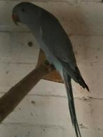 Te jonge halsbanden blauw zijn van april 2025., Dieren en Toebehoren, Vogels | Parkieten en Papegaaien, Geslacht onbekend, Parkiet