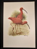 Rode Ibis, Verzenden, 1980 tot heden, Zo goed als nieuw, Dier