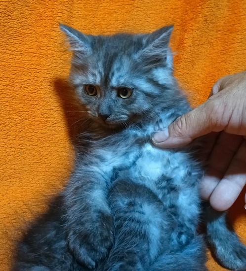 Maine coon katertjes black smoke, Dieren en Toebehoren, Katten en Kittens | Raskatten | Langhaar, Kater, Gechipt, Ontwormd, Ingeënt