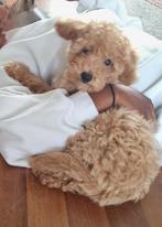 Pup maltipoo, Dieren en Toebehoren, Honden | Chihuahua's en Gezelschapshonden, Eén hond, Nederland, Particulier, Reu