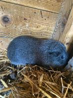 Gezocht/ gevraagd zilveragouti cavia beer, Dieren en Toebehoren, Knaagdieren, Augustus, Mannelijk, Cavia