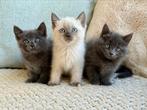 Prachtige kittens Ragdoll x Brits langhaar, Meerdere dieren, Kortharig, 0 tot 2 jaar