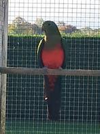 Te koop overjarige koningsparkieten, Dieren en Toebehoren, Meerdere dieren, Parkiet
