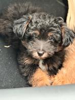 Lieve pup, 15 weken tot 1 jaar, Reu, Eén hond, Nederland