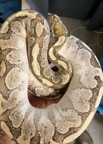 Slangen, Dieren en Toebehoren, Reptielen en Amfibieën, Slang