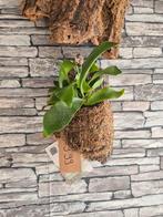 Hertshoorn op kurk S, Huis en Inrichting, Overige soorten, Minder dan 100 cm, Groene kamerplant, Halfschaduw