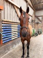 Leaser gezocht voor paard met gouden karakter, Diensten en Vakmensen, Dieren | Paarden | Verzorging, Oppas en Les, Verzorging of Verzorgpony's