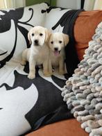 2 Lieve Golden Retriever kruising Labrador pups, Parvo, Nederland, Overige rassen, 8 tot 15 weken