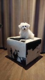 Maltezer pups   ( laatste pupje teefje ), Parvo, Maltezer, Nederland, 15 weken tot 1 jaar